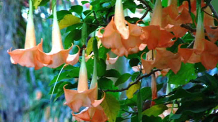 Hai bệnh nhi nhập viện cấp cứu do nuốt phải mủ hoa sứ - Ảnh 3.