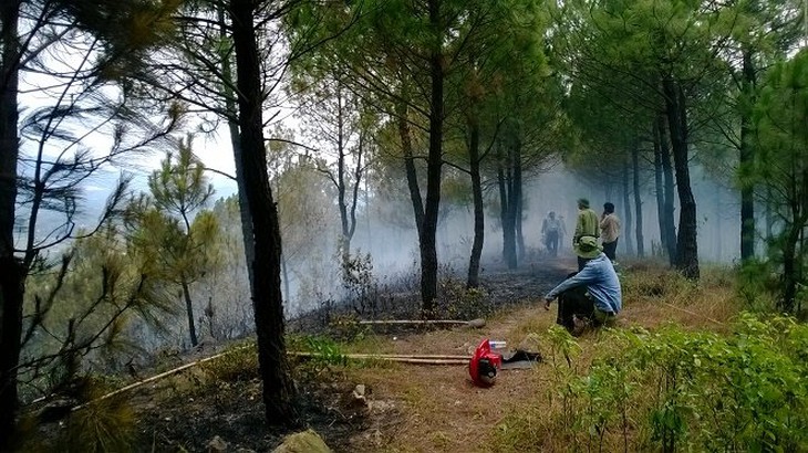 ​Hàng trăm hécta rừng thông chết khô do nắng nóng và sâu bệnh