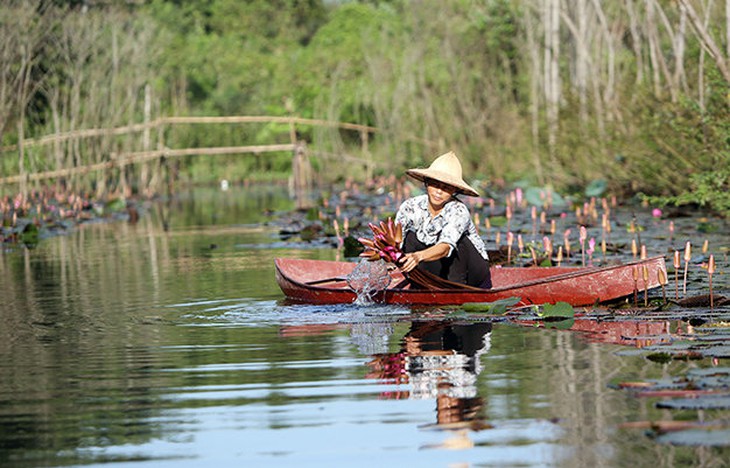 Suối Yến đẹp như tranh vẽ mùa hoa súng