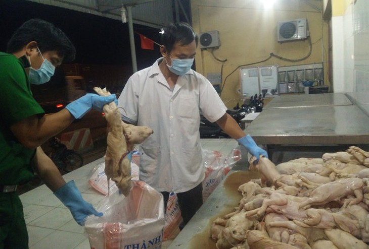 200 heo sữa thối chuẩn bị đưa vào nhà hàng làm heo sữa quay
