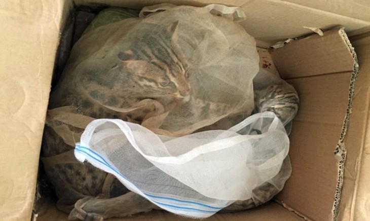 Phát hiện tài xế xe tải chở hơn 600kg mèo còn sống và đã chết - Ảnh 4.