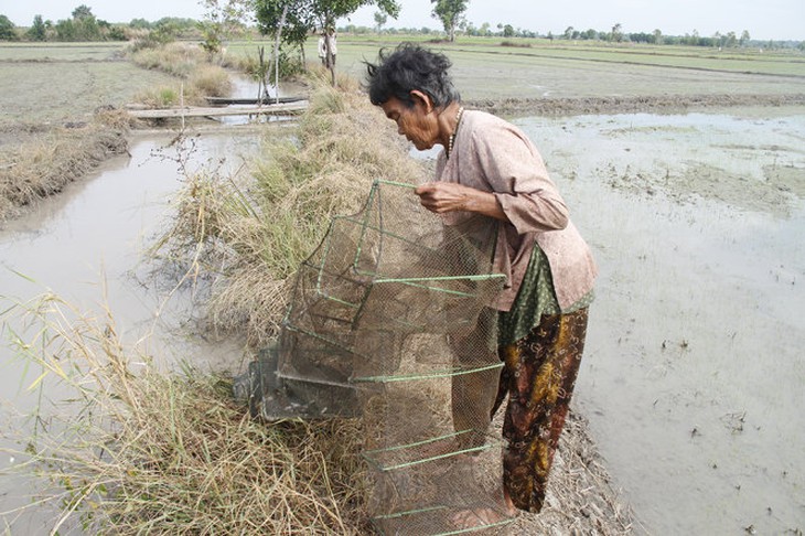 Để có thêm cá bà thả đụt tại các mương nước giữa đồng