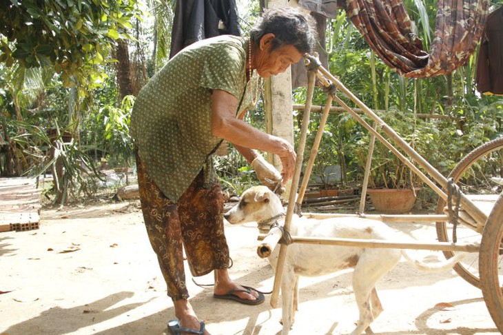 Do sức khỏe đã yếu bà tự làm một chiếc cộ rồi cho chú chó kéo hàng phụ giúp bà đi chợ