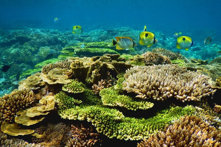 Việt Nam Xanh 2025: Từ cam kết đến hành động vì tương lai xanh - Ảnh 4.