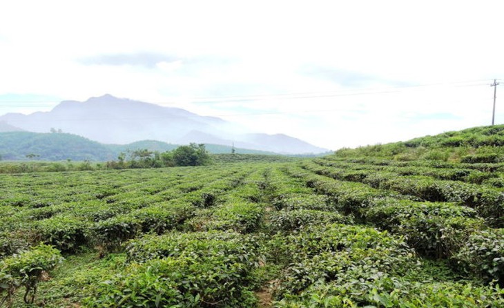 Khám phá đồi chè Đông Giang