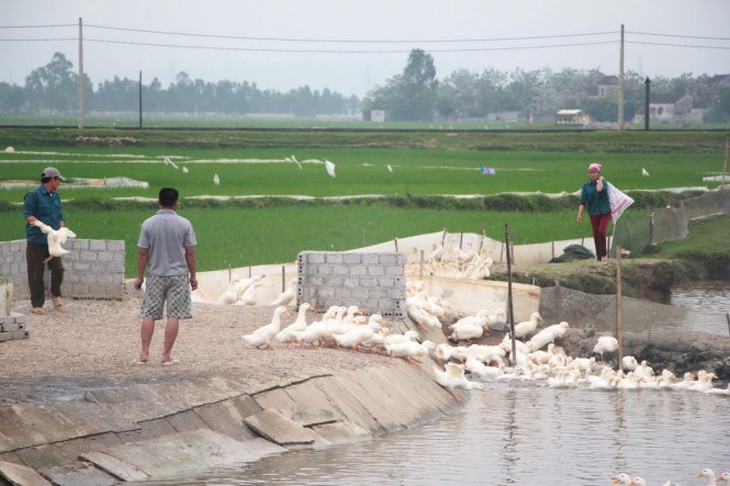 ​Nghệ An khống chế 3 ổ dịch cúm gia cầm H5N1