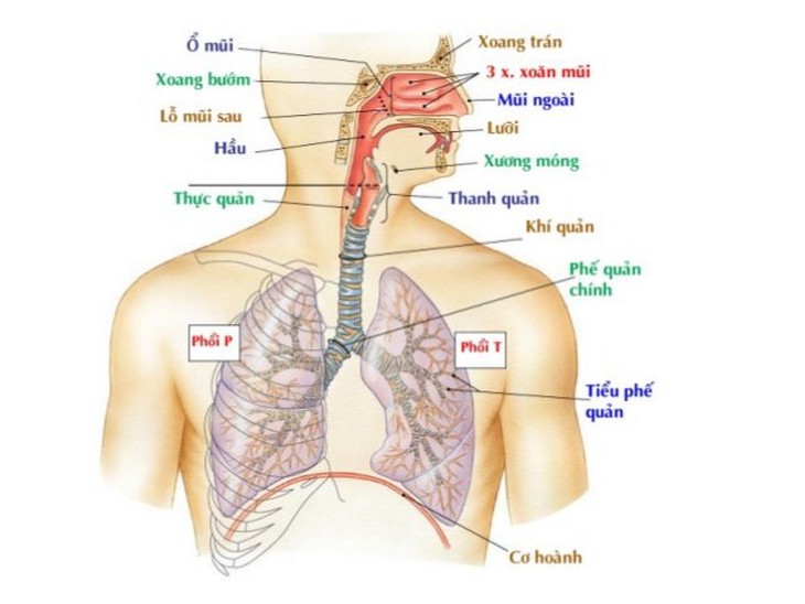 Cứu cháu bé uống nhầm nước tẩy hồ cá