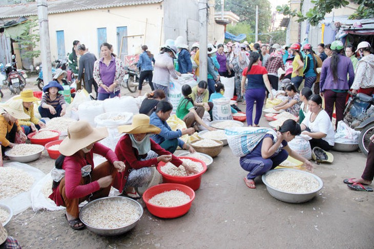 Tỏi Lý Sơn... tha hương