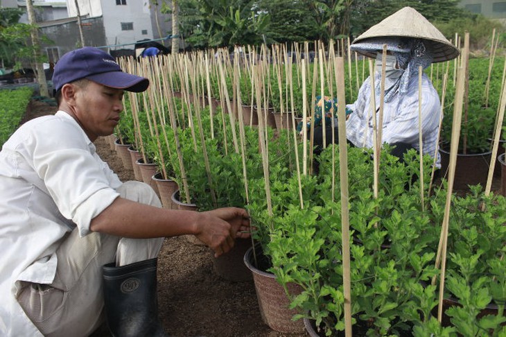 Người trồng hoa tết lo “mất ăn” do thời tiết