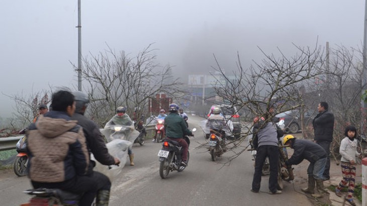 ​Đào rừng Sa Pa xuống phố