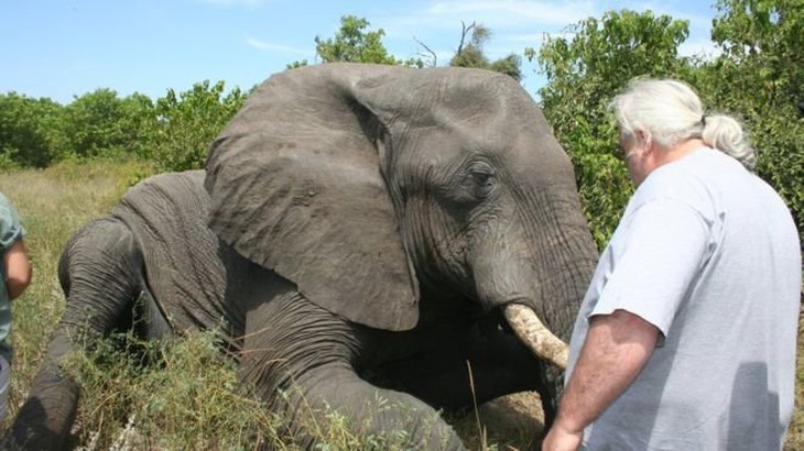 Ngủ để sống sót: những kiểu ngủ kỳ quái của động vật - Ảnh 5.