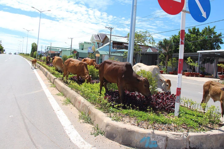Nuôi bò thả rông mà gây tai nạn ở Phú Quốc, người nuôi sẽ bị phạt tiền, thậm chí bị ở tù - Ảnh 2.