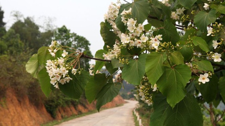 Bình Liêu tháng 4 - mùa hoa trẩu