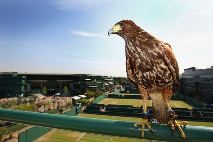 Rufus - chú chim ưng 10 năm “bá chủ” Wimbledon