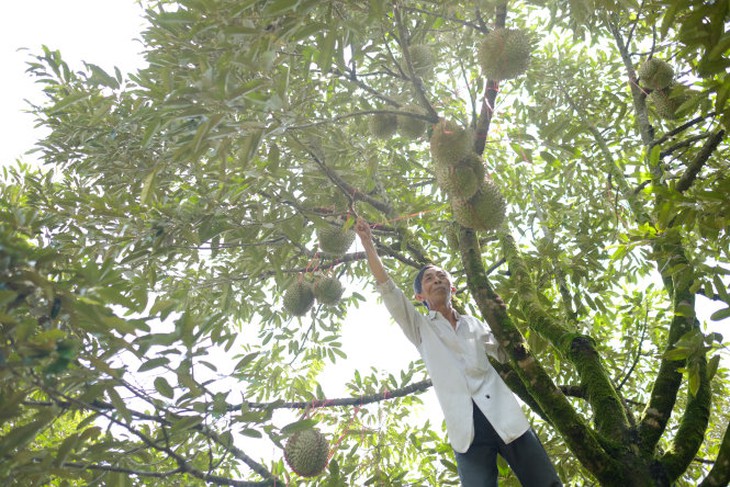 Ông Nguyễn Văn Châu buộc dây để tránh sầu riêng rụng xuống đất khi chín già làm hư bên trong.                   -Ảnh: MAI VINH