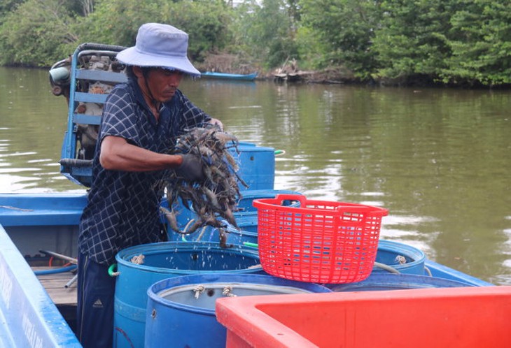 Kiên Giang lập đường dây nóng chống tôm bơm tạp chất