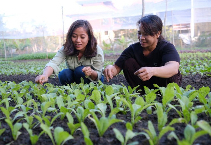 Chăm chút từng cọng rau. Ảnh: Mai Vinh