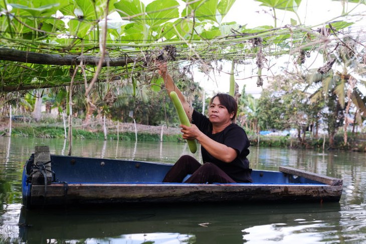 Chị Lê Thị Thái Hoà (xã Tân Hoà, TP. Vĩnh Long) hái bầu trồng theo quy trình nông nghiệp hữu cơ để chuyển lên TP.HCM bán. Giàn bầu chị trồng  ngay mép hồ cá nên không lo tưới nước, gốc bầu được đắp bùn từ hồ cá để tạo ẩm và thay cho bón phân. Ảnh: MAI VINH