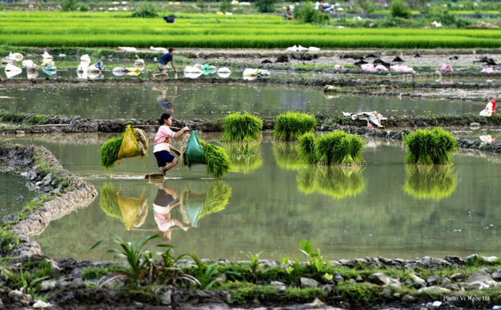 Người nông dân gánh mạ ra đồng chuẩn bị cấy tại cánh đồng Pò Peo