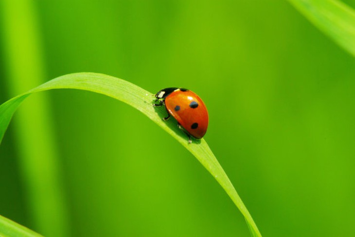 red ladybug on green grass isolated on white