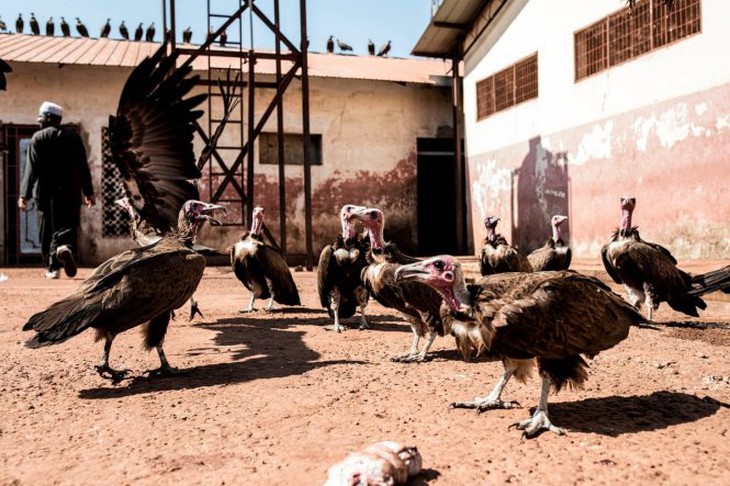 Kền kền đội mũ tại một lò mổ ở Guinea-Bissau. Ảnh: AFP