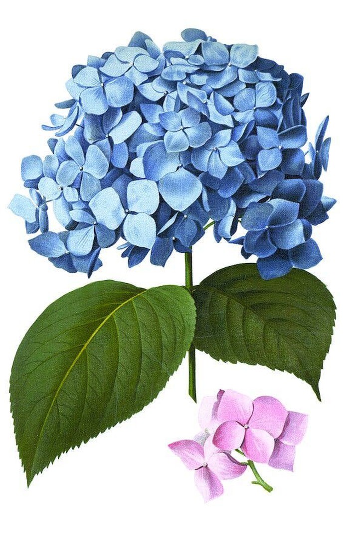 Tên khoa học của cẩm tú cầu (Hydrangea macrophylla) có nghĩa là lá to. Ảnh: The Gardener’s Botanical