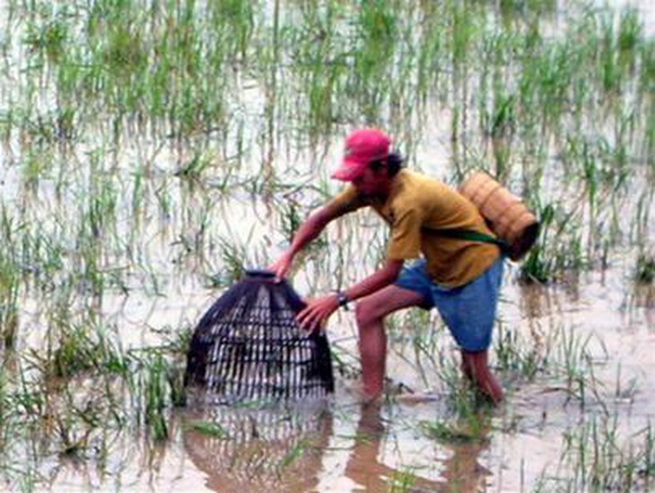 Vĩnh Long: xây bảo tàng nông nghiệp - nông thôn