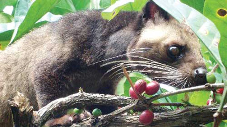 Khoa học giải mã 'bí ẩn' vị thơm ngon độc nhất vô nhị của cà phê chồn - Ảnh 2.