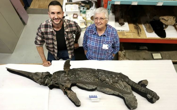 New species of Jurassic 'sword dragon' found in UK