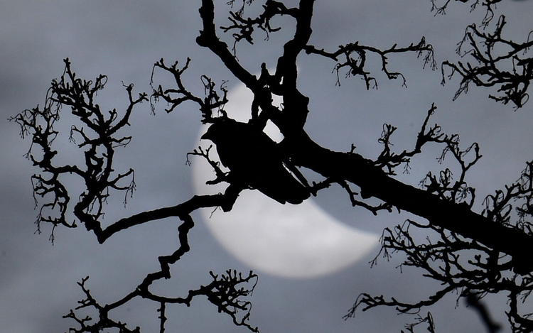 Study shows how solar eclipse made some birds sing like a new day dawned