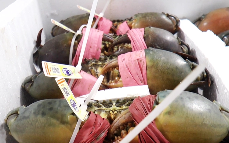 Cooperatives in Vietnam’s Ca Mau sign agreements to export crabs to mainland China, Taiwan, Singapore