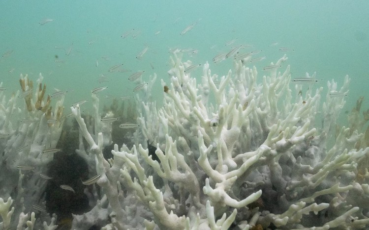 Climate tipping points are being crossed, scientists warn ahead of COP30