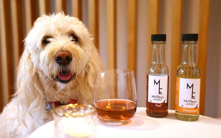 Purrno Noir? New Zealand company sells non-alcoholic wine for pets