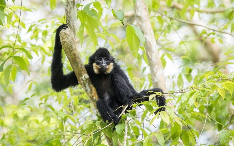 Israeli photographer captures Vietnam’s rare primates on edge of extinction
