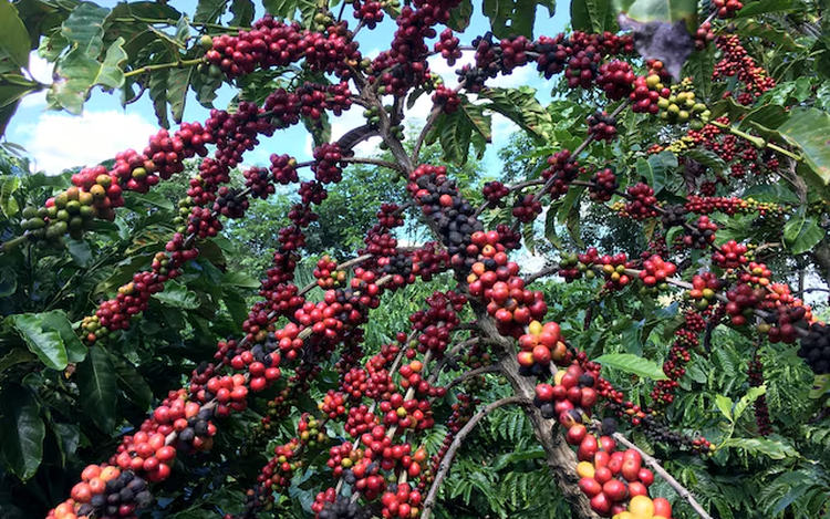 Brazil poised to lead global robusta coffee farming on expansion potential, report says