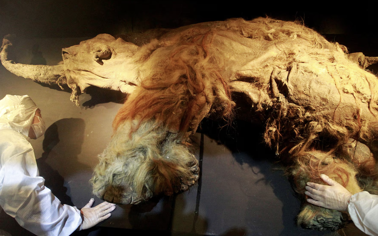 RNA recovered from Siberian mammoth that died 39,000 years ago
