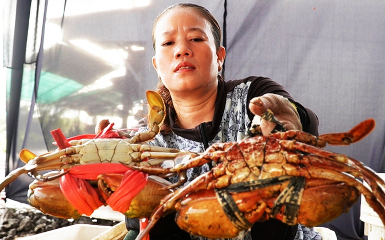 Vietnam startup leverages LED technology to control crab sex, targets oversized ‘sumo’ crabs for export