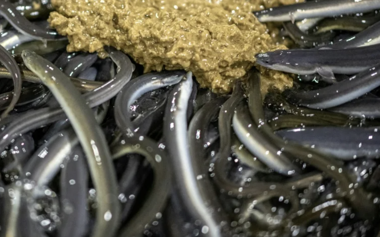 Japan's eel delicacy faces global conservation pressure
