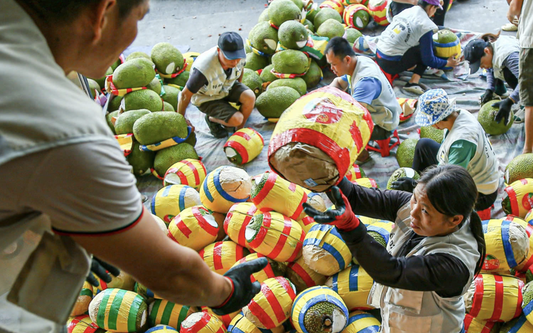 China opens wider door to Vietnam’s fresh jackfruit 
