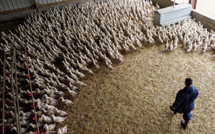 Bird flu poses risk of pandemic worse than COVID, France's Institut Pasteur says

