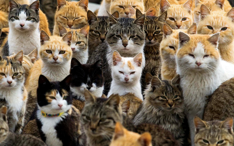 Genome study reveals milestone in history of cat domestication
