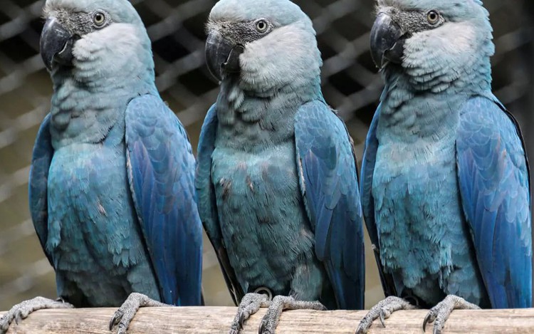 Lethal virus hits last rare blue macaws in Brazil wild