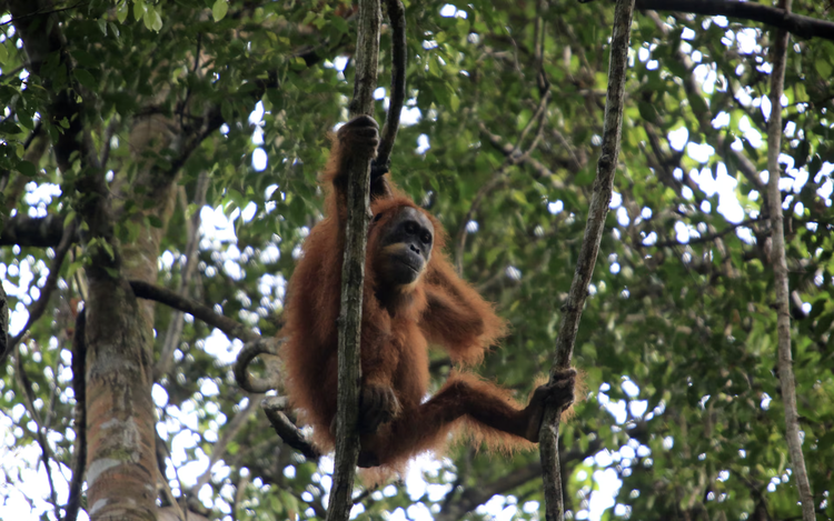 Orangutans at risk as Indonesia floods devastate habitat
