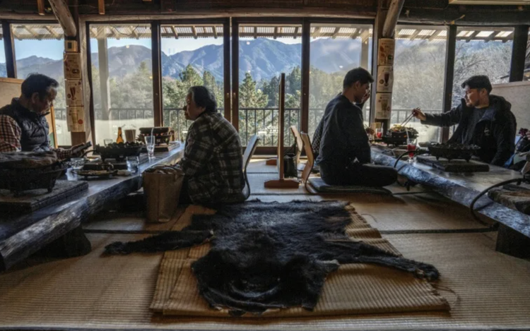 From predator to plate: Japan bear crisis sparks culinary craze
