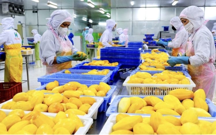 Vietnam’s 11-month exports hit $430bn, trade surplus tops $20bn