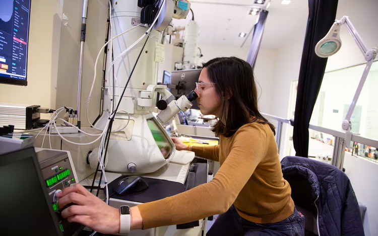 Scientists produce painstaking wiring diagram of a mouse's brain