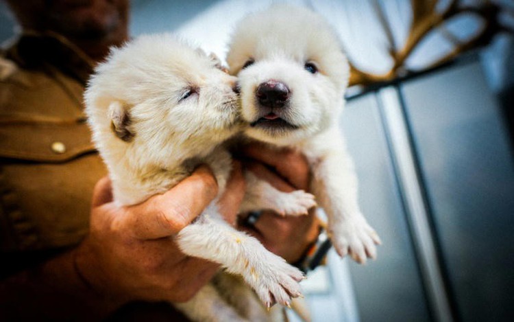 US firm says it brought back extinct dire wolves