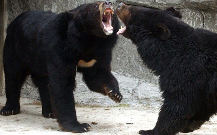 Japan enacts bill to allow shooting of urban bears