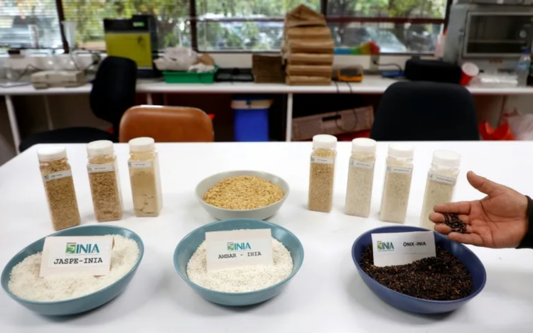 Less-thirsty rice offers hope in drought-stricken Chile