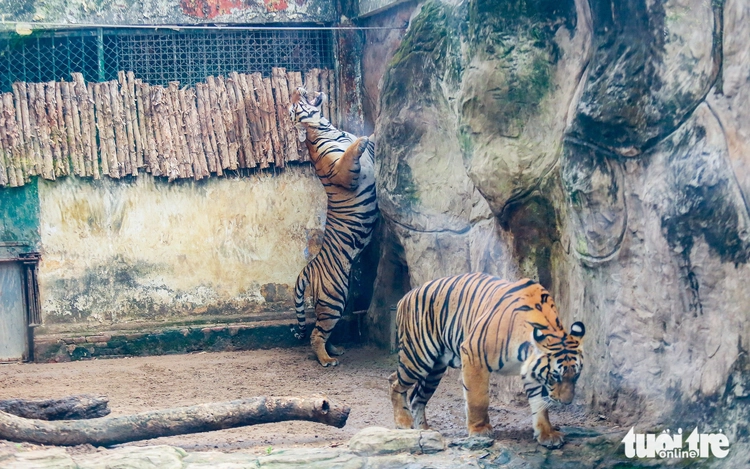 Ho Chi Minh City zoo celebrates tiger cub birthday as grandfather tiger prepares for retirement